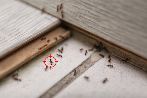 Professional Pest Control in St Helens, OR