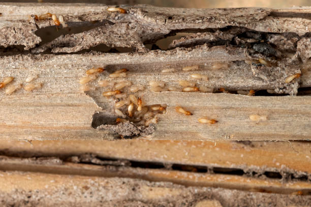 Best Wasp Removal Services  in St Helens, OR